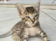 rajadinha