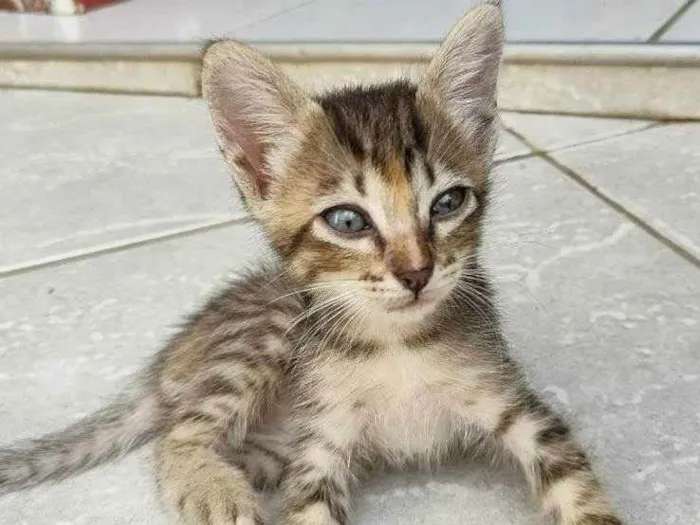 Gato ra a viralata idade Abaixo de 2 meses nome rajadinha