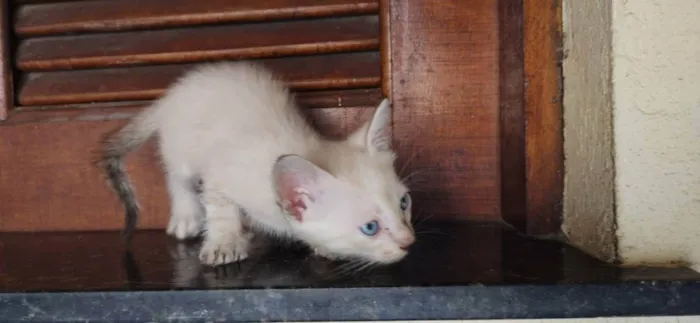 Gato raça siames/viralata idade Abaixo de 2 meses nome olhos azuis
