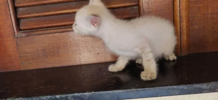 Gato raça siames/viralata idade Abaixo de 2 meses nome olhos azuis