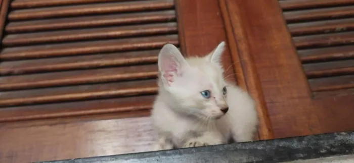 Gato raça siames/viralata idade Abaixo de 2 meses nome olhos azuis