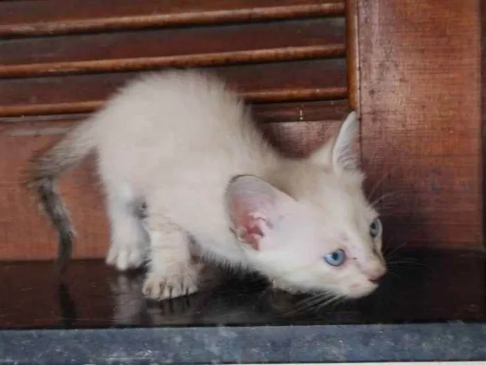Gato raça siames/viralata idade Abaixo de 2 meses nome olhos azuis