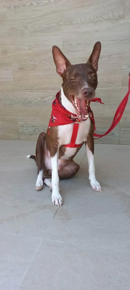 Cachorro raça SRD idade 2 anos nome Bono