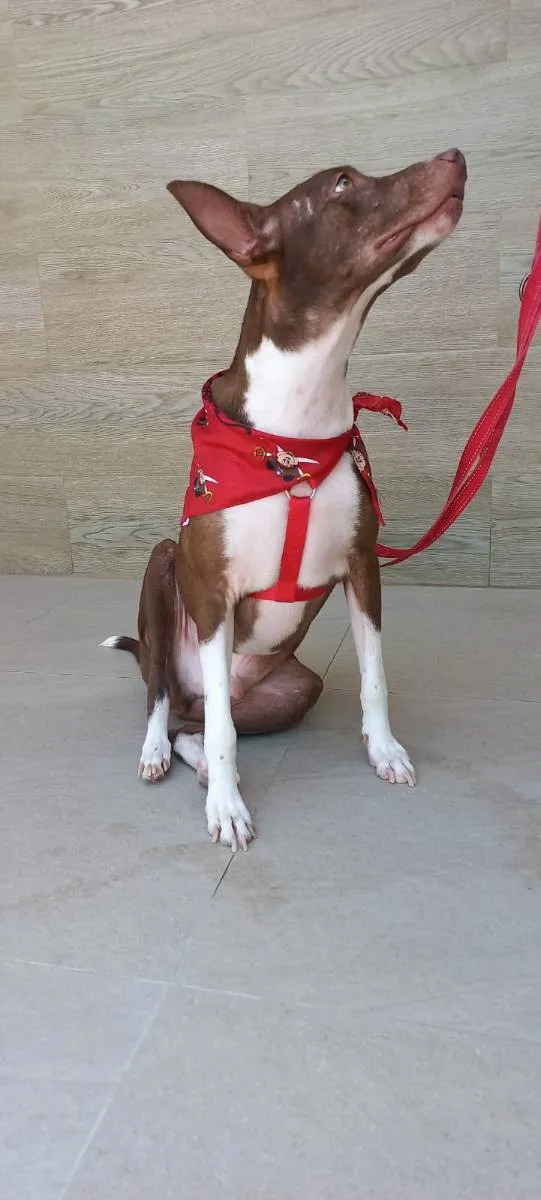 Cachorro raça SRD idade 2 anos nome Bono