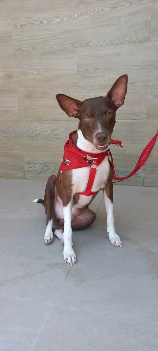 Cachorro raça SRD idade 2 anos nome Bono