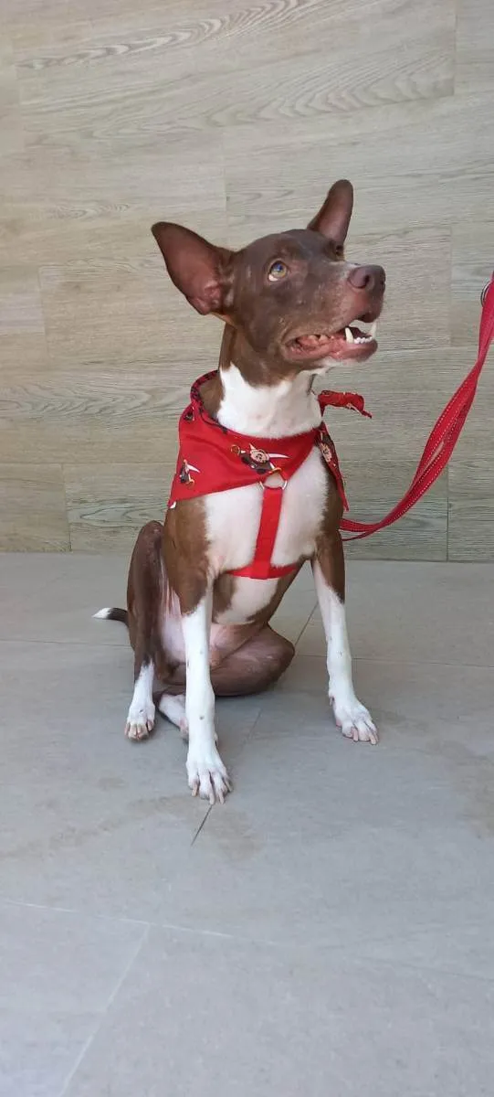 Cachorro raça SRD idade 2 anos nome Bono