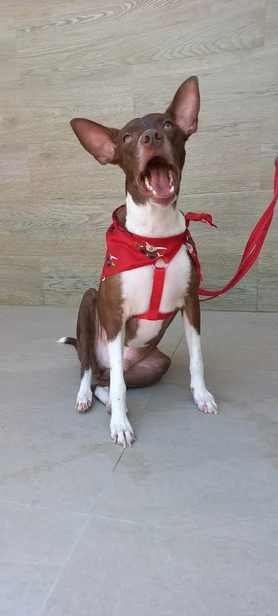 Cachorro raça SRD idade 2 anos nome Bono