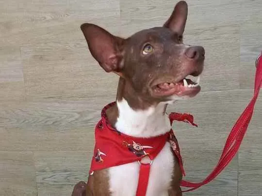 Cachorro raça SRD idade 2 anos nome Bono