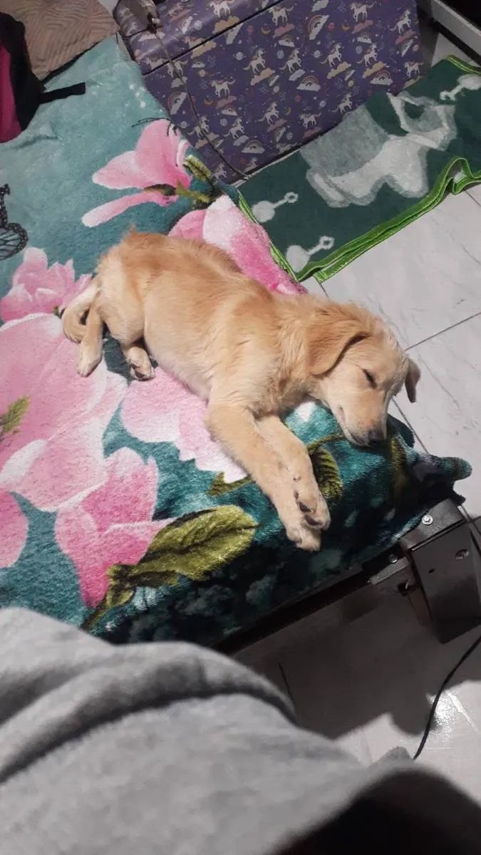 Cachorro raça Gold com viralata  idade 1 ano nome Marlon 