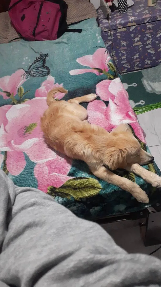 Cachorro raça Gold com viralata  idade 1 ano nome Marlon 