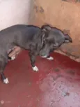 Fofinho,inbiguin,e m