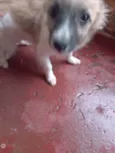 Fofinho,inbiguin,e m