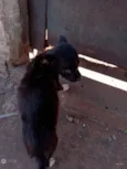 Fofinho,inbiguin,e m
