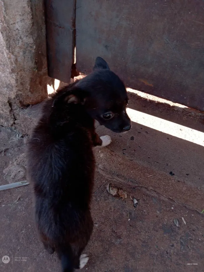 Cachorro raça Não sei viralata e um peludim idade 1 ano nome Fofinho,inbiguin,e m