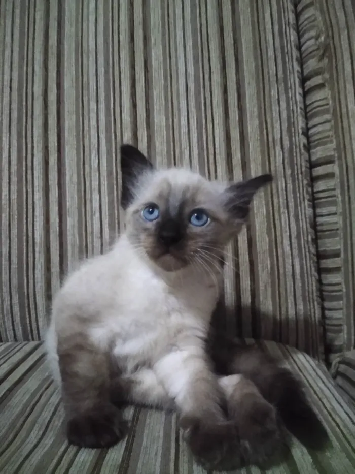 Gato ra a Siamês  idade 2 a 6 meses nome Moon