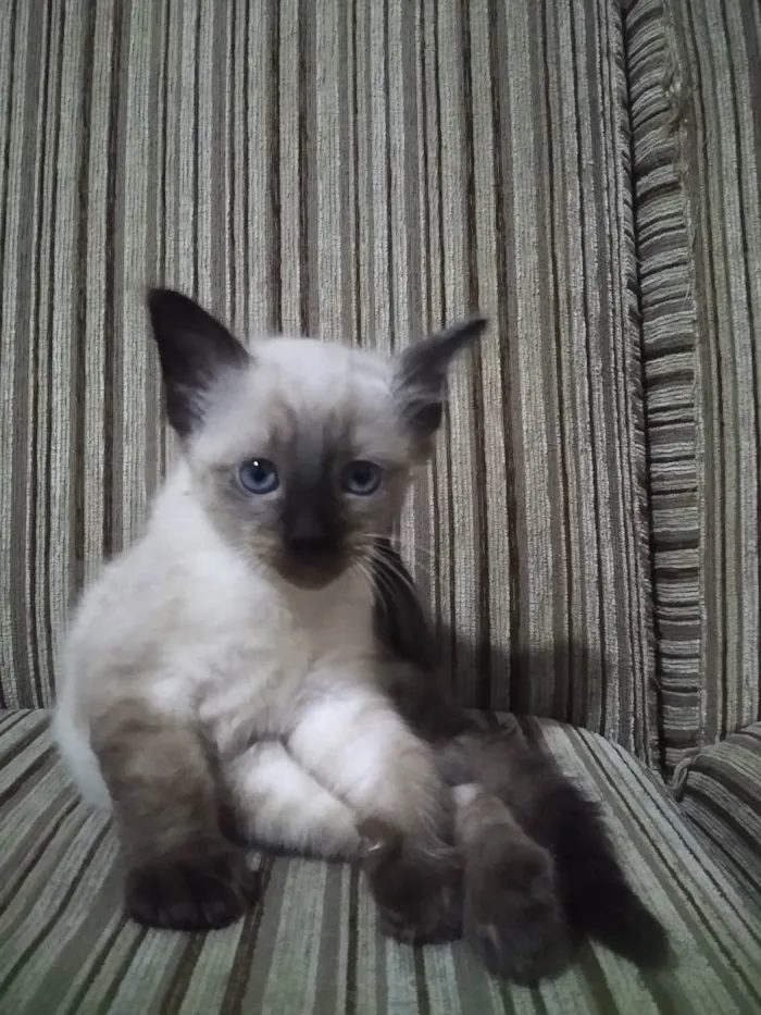 Gato ra a Siamês  idade 2 a 6 meses nome Moon