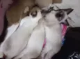zaya,zora,luck,sonic
