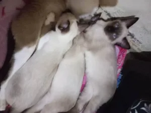 Gato raça Siamês  idade 2 a 6 meses nome zaya,zora,luck,sonic
