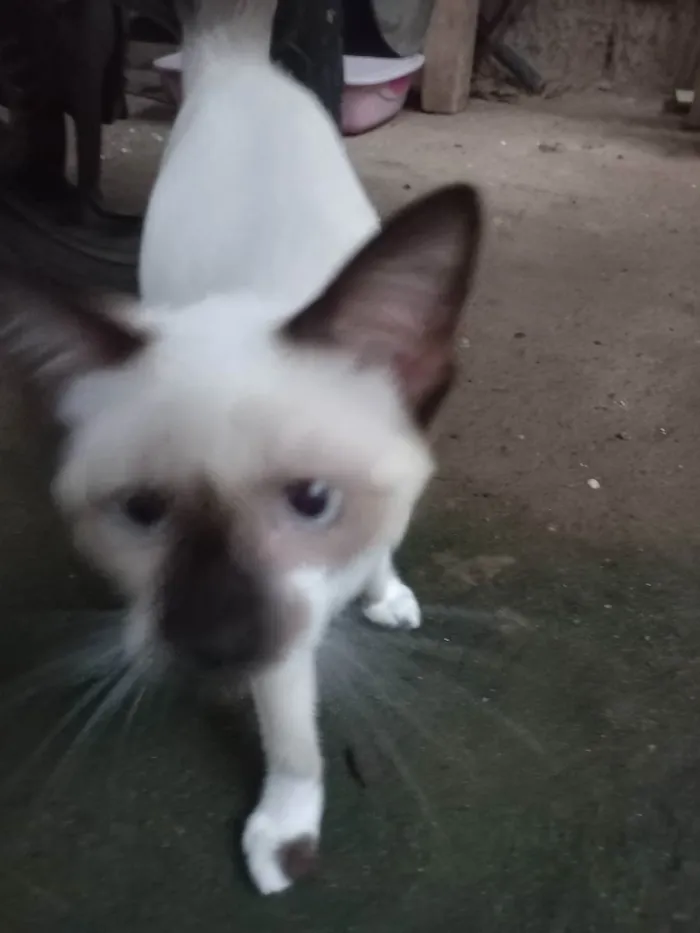 Gato raça Siamês  idade 2 a 6 meses nome zaya,zora,luck,sonic