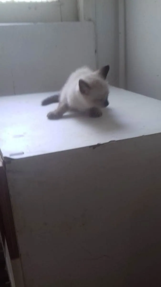 Gato ra a ND idade Abaixo de 2 meses nome FILHOTE 
