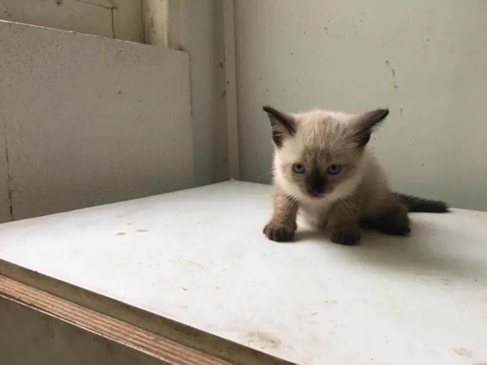 Gato ra a ND idade Abaixo de 2 meses nome FILHOTE 
