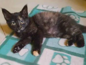 Gato raça srd idade 2 a 6 meses nome Mini mini
