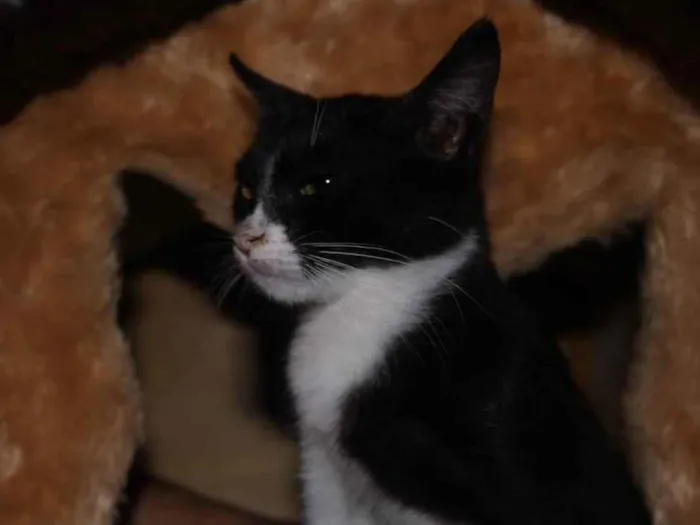 Gato raça Srd idade 2 anos nome Dori