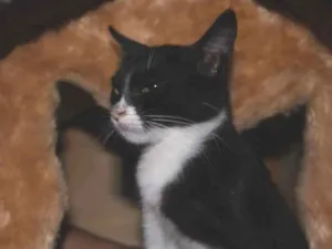 Gato raça Srd idade 2 anos nome Dori
