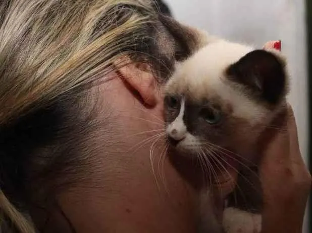 Gato raça Srd idade Abaixo de 2 meses nome Alice