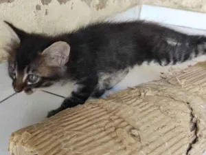 Gato raça viralata idade Abaixo de 2 meses nome rajado macho