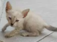 bolinha