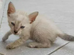 Gato raça simes/viralata idade Abaixo de 2 meses nome bolinha