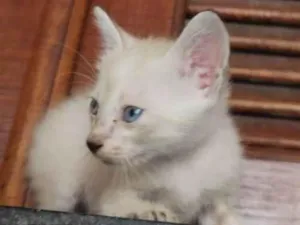 Gato raça siames/viralata idade Abaixo de 2 meses nome olhos azuis