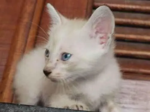 Gato raça siames/viralata idade Abaixo de 2 meses nome olhos azuis