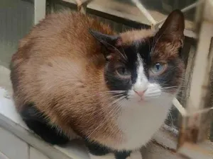 Gato raça srd idade 1 ano nome Leona