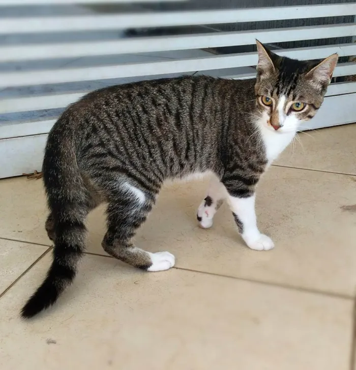 Gato ra a srd idade 2 a 6 meses nome Francisco