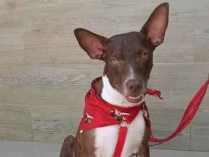 Cachorro raça SRD idade 2 anos nome Bono