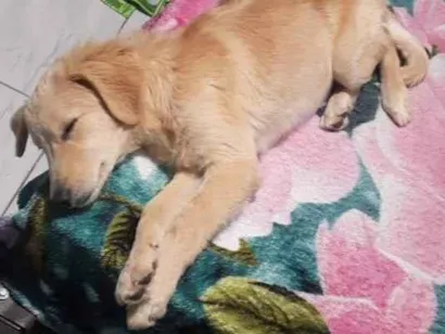 Cachorro raça Gold com viralata  idade 1 ano nome Marlon 