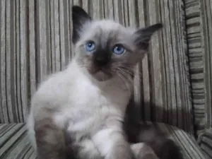 Gato raça Siamês  idade 2 a 6 meses nome Moon