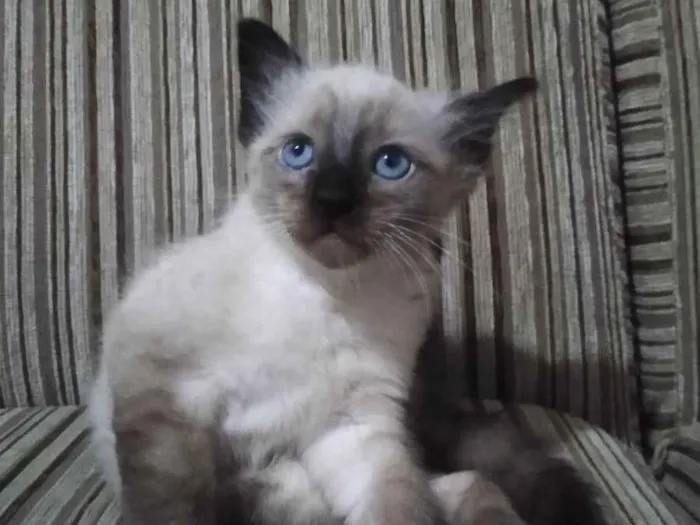 Gato ra a Siamês  idade 2 a 6 meses nome Moon