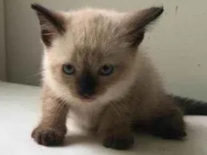 Gato raça ND idade Abaixo de 2 meses nome FILHOTE 