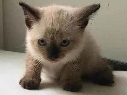 Gato ra a ND idade Abaixo de 2 meses nome FILHOTE 