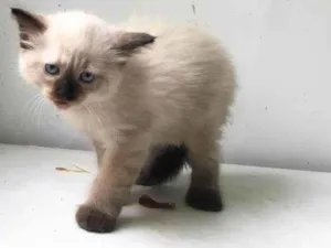 Gato raça  idade Abaixo de 2 meses nome Filhote 