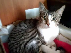 Gato raça srd idade 2 a 6 meses nome Francisco