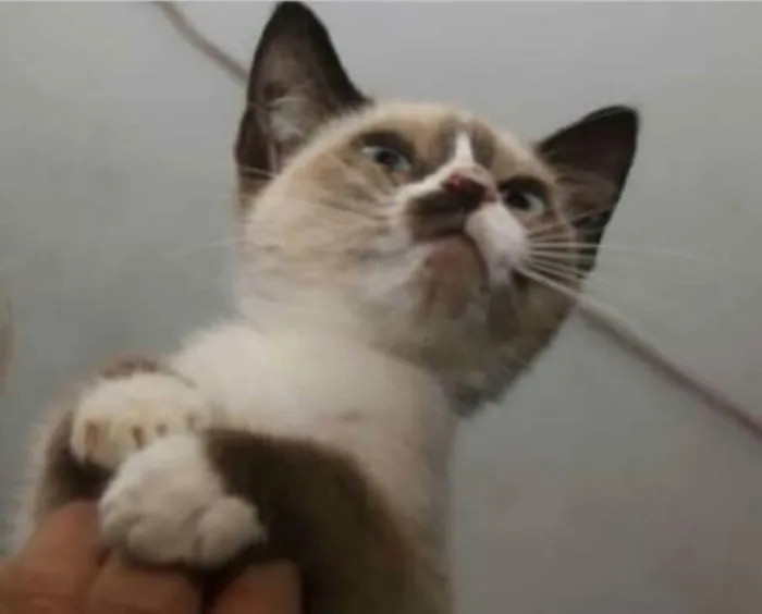 Gato raça  idade 2 a 6 meses nome Filhotes