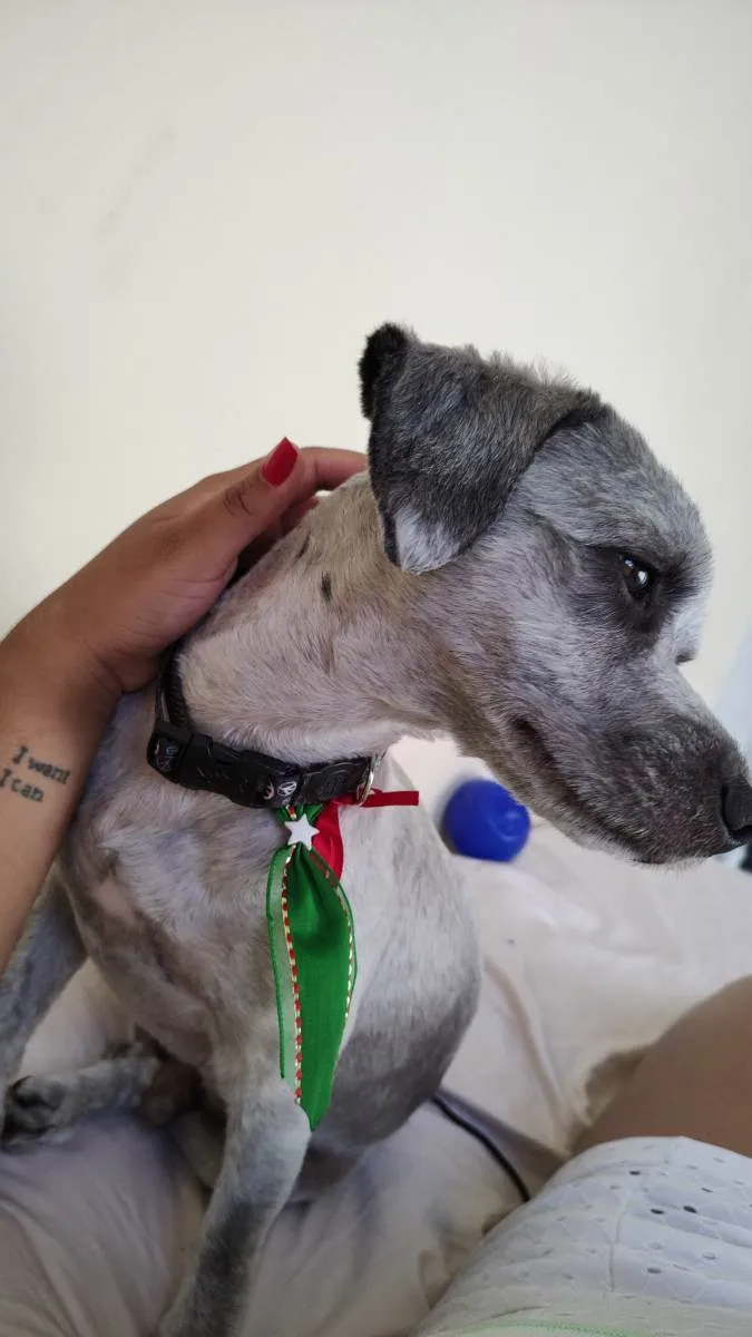 Cachorro raça Poodle idade 2 anos nome Luck