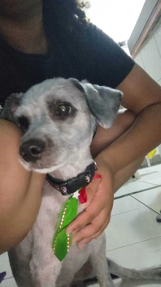Cachorro raça Poodle idade 2 anos nome Luck
