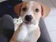 Laika