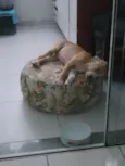 Laika