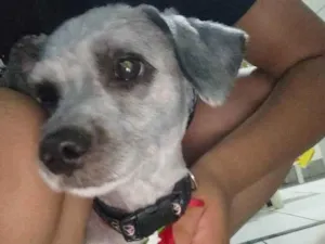 Cachorro raça Poodle idade 2 anos nome Luck